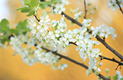 BU_Reflex0807-3.jpg : 